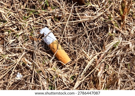 Close up image of a discarded cigarette butt lying on dry grass and soil outdoors. Environmental pollution and littering concept with natural earthy textures and harsh sunlight.