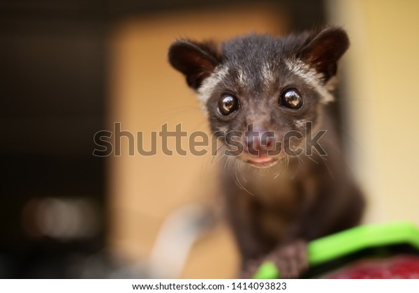 Close up image of domesticated Asian civet cat, exotic\
pet animal 