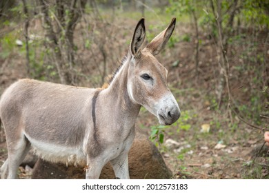 Close Up Image Of A Donkey Standing By A Forest. But The Rest Of The Forest Is Blurred Out. In Antigua And Barbuda. 