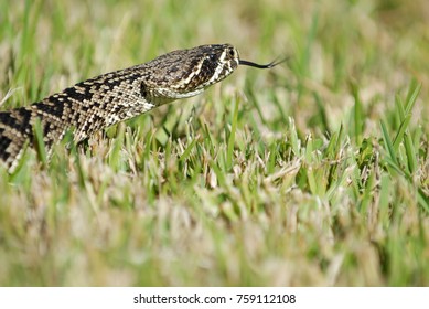 A Close Image Of An Eastern Diamond Back Rattlesnake, Showing The Head And Tongue, While Crawling In Grass.