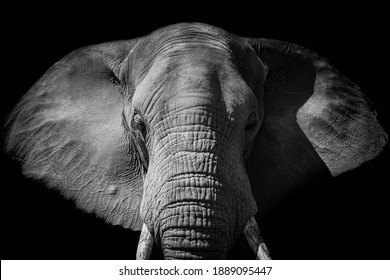 Close up image of an elephant against a black background