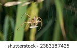 Close up image of a European garden spider sitting on web with blurred background and selective focus. A spider sitting in a garden.