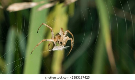 Close up image of a European garden spider sitting on web with blurred background and selective focus. A spider sitting in a garden.