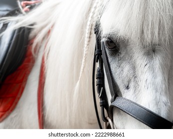 Close Up Image Of The Eye, And Head Of Beautiful White Race Horse With Saddle. Closeup White Equine Portrait With White Hair And Braid Looking At Camera.