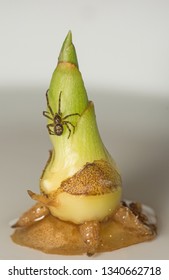 A Close Up Image Of A False Black Widow Spider, Steatoda Nobilis On A Ginger Plant Shoot In The UK In March.