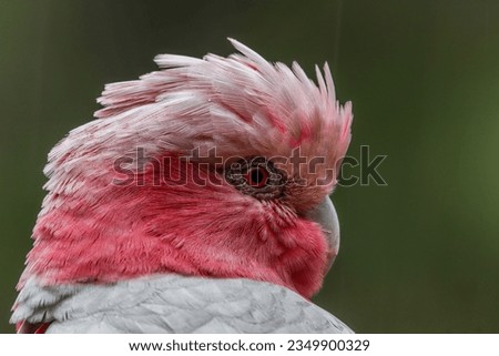 Close up image of a female pink and grey galah, (Rose Breasted cockatoo, eolophus roseicapilla)
