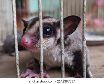 Close Up Image Of The Flying Squirrel. Wupih Sirsik.Wupih Sirsik Is A Kind Of Small Gliding Possum, Which Has Omnivorous, Arboreal, And Nocturnal Behavior And Belongs To The Infraclass Marsupialia. I 