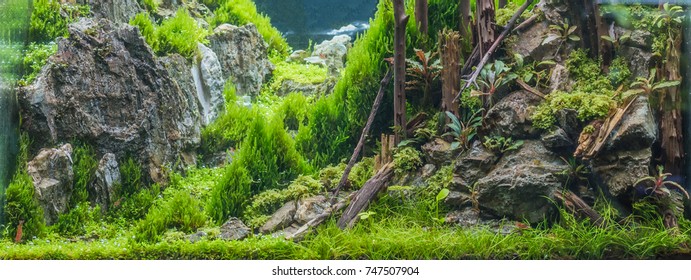 close up image of forest in nature style aquarium tank with a variety of aquatic plants inside