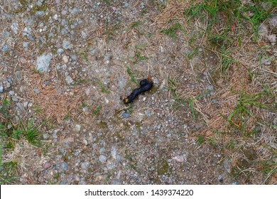 20 Fox Feces Images, Stock Photos & Vectors 