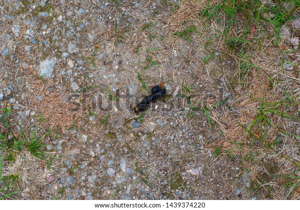 Close Image Fox Poo Forest Stock Photo (Edit Now) 1439374220