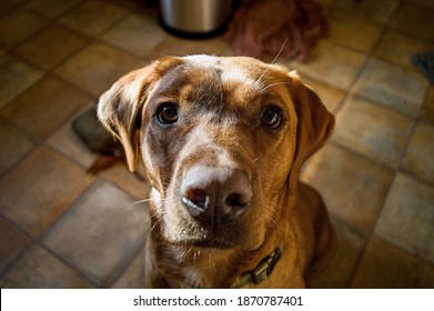 Close Up Image Of A Fox Red Labrador Giving A Begging Look 