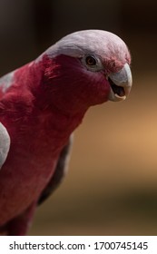 Close Up Image Of Galah