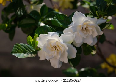 Close Up Image Of Gardenia Flowers On Gardenia Tree.