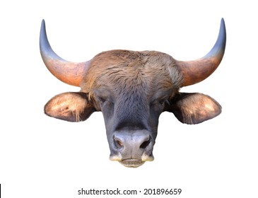 157,321 Bulls Heads Images, Stock Photos & Vectors | Shutterstock