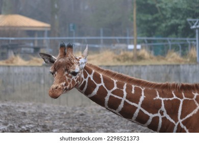 close up image of giraffe.