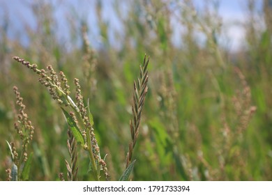 Close up image of grass.