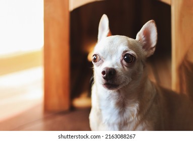 Close up image of guilty  brown  short hair  Chihuahua dog sitting in front of wooden dog house.