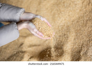 Close up image of hands holding animal feed soybean husks at a stock yard - Shutterstock ID 2165449471