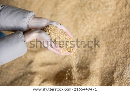 Close up image of hands holding animal feed soybean husks at a stock yard