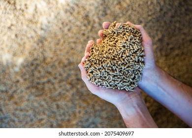 Close Up Image Of Hands Holding Calf Feed At A Stock Yard