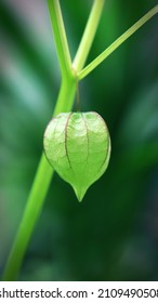 Close Up Image Of Hanging Groundcherry Fruit In A Branch