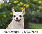 Close up image  of happy brown short hair  Chihuahua dog sitting in the garden with yellow  flowers blackground, smiling with his tongue out.