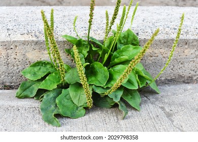 A close up image of the herbal medicine plant plantain growing in  a sidewalk crack. 