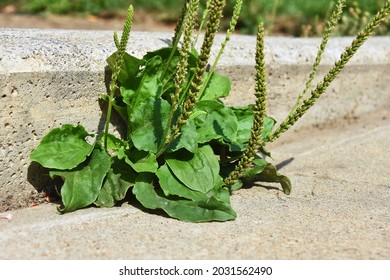 A Close Up Image Of The Herbal Medicine Plant Plantain Growing In  A Sidewalk Crack. 