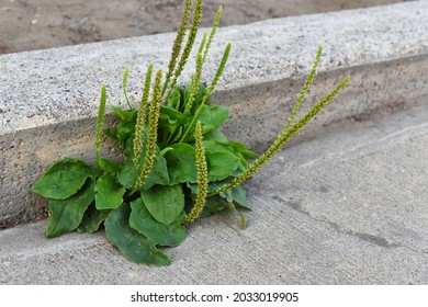 A Close Up Image Of The Herbal Medicine Plant Plantain Growing In  A Sidewalk Crack. 