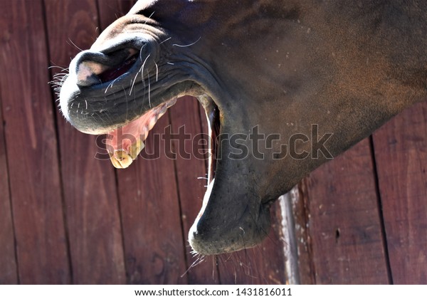 Close image of the horse\'s\
jaws. The animal stands in the stall with its mouth open. Horse\
laughs.\
