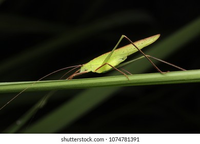 close up image of a katydid

