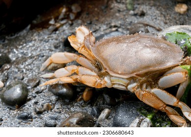 A close up image of a large dead crab washed up on a rocky shoreline at low tide.  - Powered by Shutterstock