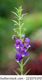 Close Up Image Of Lavender Flowers With Bokeh Background, Image For Mobile Phone Screen, Display, Wallpaper, Screensaver, Lock Screen And Home Screen Or Background 