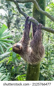 The close image of Linneaus' Two-toed Sloth (Choloepus didactylus). 
A species of sloth from South America,  have longer hair, bigger eyes, and their back and front legs are more equal in length.