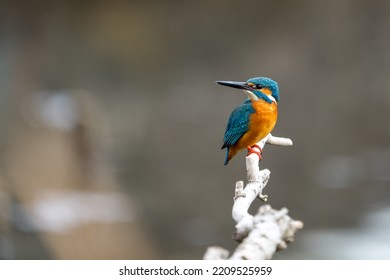 Close up image of male common Kingfisher perching on a tree branch.