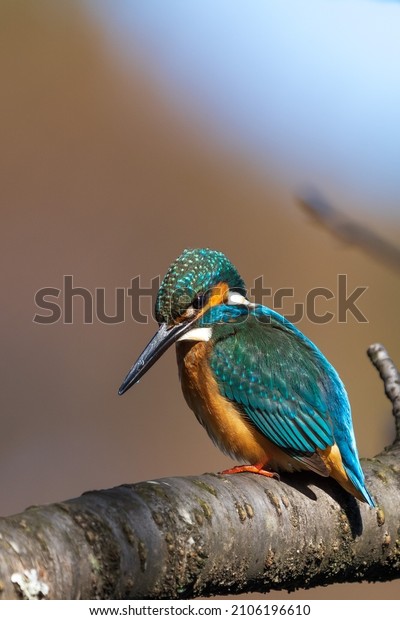Close up image of Male common Kingfisher\
(Alcedo atthis) perching on a tree\
branch.