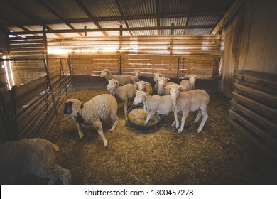 Close up image of a Merino sheep in a shed, in the Karoo region of south africa, getting ready to be sheered and the wool exported