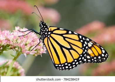 Close up image of a monarch butterfly that just emerged from a chrysalis, drying its wings on a pink flower.  Narrow depth of field gives the background a pleasantly blurred quality.