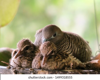 Close up image of mother bird and   two newborn baby birds in the plant pot , blur background.                       