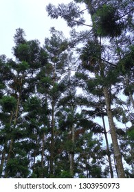 Close up image of pine trees. 