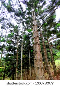 Close up image of pine trees. 