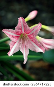 Close up image of pink amaryllis flower with blurry background - Shutterstock ID 2364717225