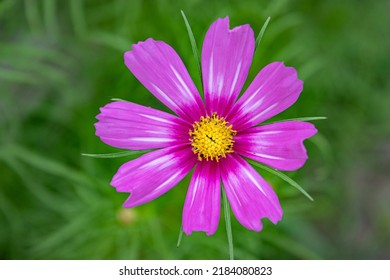Close up image of a pink cosmo flower in full bloop.