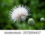 A close up image of a poofy flower