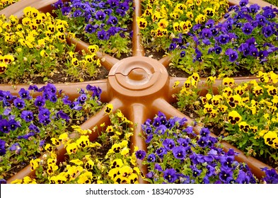 close up image of pretty coloured winter pansies, alternate violet and yellow flowers. Beautiful display in a wooden wheel, outside in the autumn season