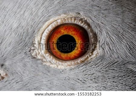 Similar – Gefangenschaft Auge Vogel