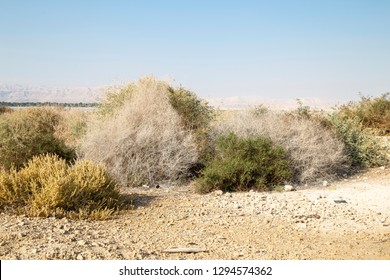 Close Image Of Rare Grey And Brown Dry Desert Bushes Near Dead Sea In Israel