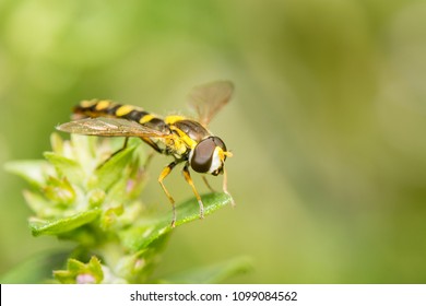 A close up image of a really tiny Hover fly of the Family Syrphidae. It is resting on the leaf of a Thyme plant in Kent, UK in May between feeding on nectar and pollen.