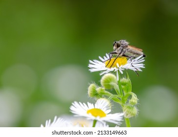 A close up image of a really tiny Hover fly of the Family Syrphidae sitting on daisy.