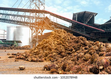 Close Up Image Of Red Fresh Fruit Bunch Ripe Palm Fruit From Agriculture Plantation, Raw Material For Palm Oil Industry To Be Commodity,cooking Oil,vegetable Oil,fuel And Energy.